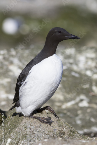 common murre which stands on a cliff near the colony summer day