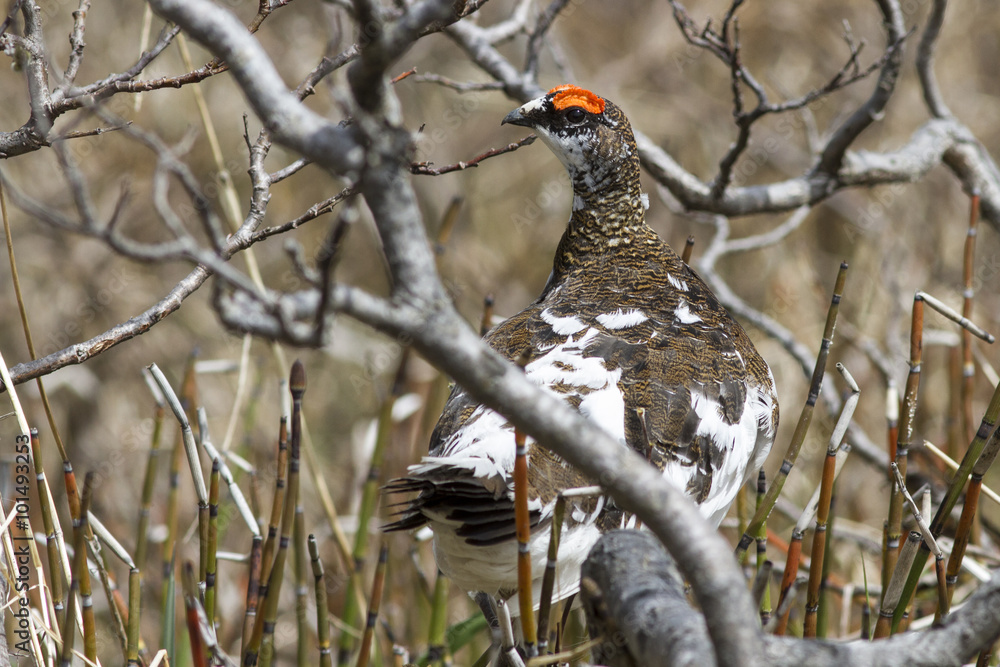 Rock Ptarmigan male sitting on the branch of a willow in the tun Rock Ptarmigan male sitting on the branch of a willow in the tun