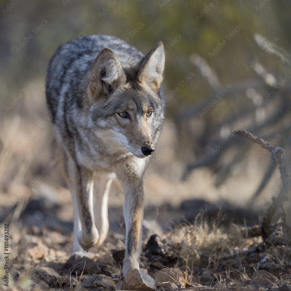 Coyote