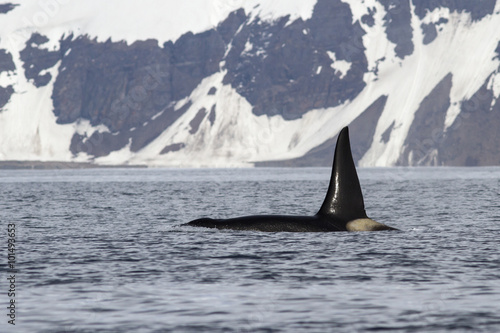 killer whale that Swimming in the ocean on a background of Berin