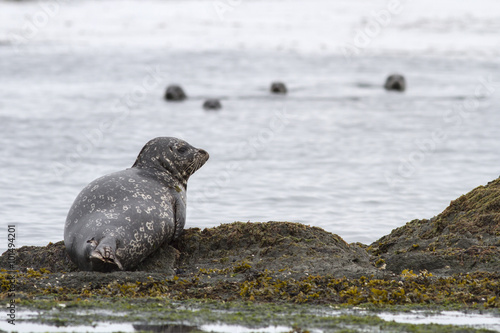 Harbor seal which lies on the edge of the rocks on the shore of