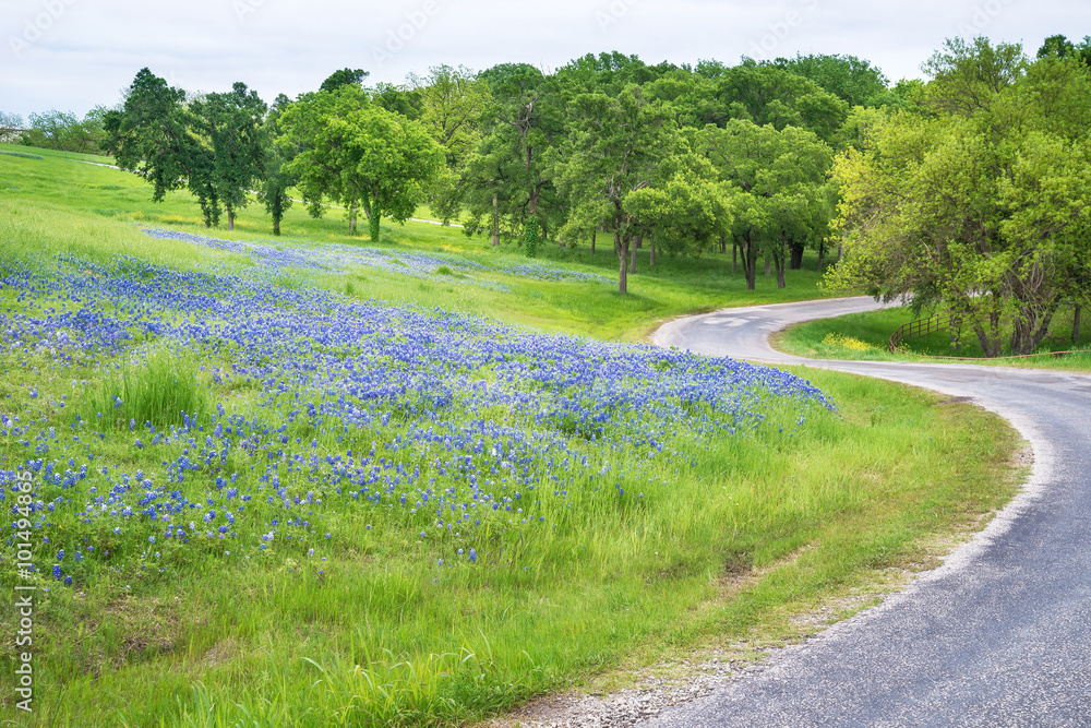 Fototapeta premium Texas bluebonnet field along curvy country road
