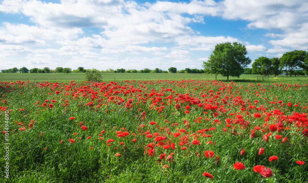 Red carnation poppy field in Texas spring