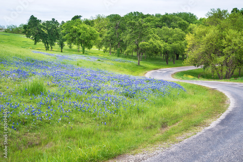 Texas bluebonnet field along curvy country road