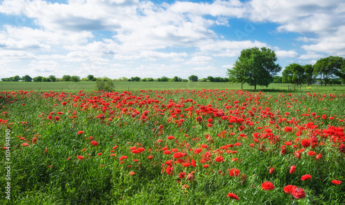 Red carnation poppy field in Texas spring