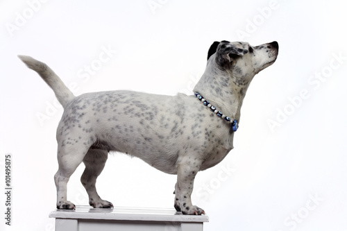 Köpek