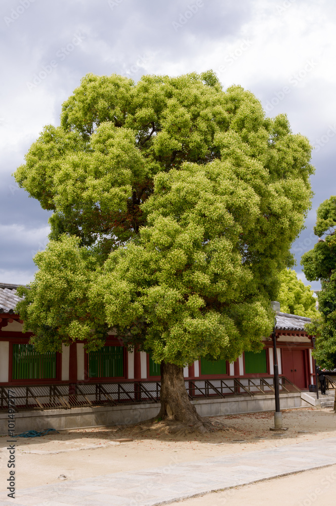 Isolated tree,lot of round shape, Isolated tree,lot of round shape,