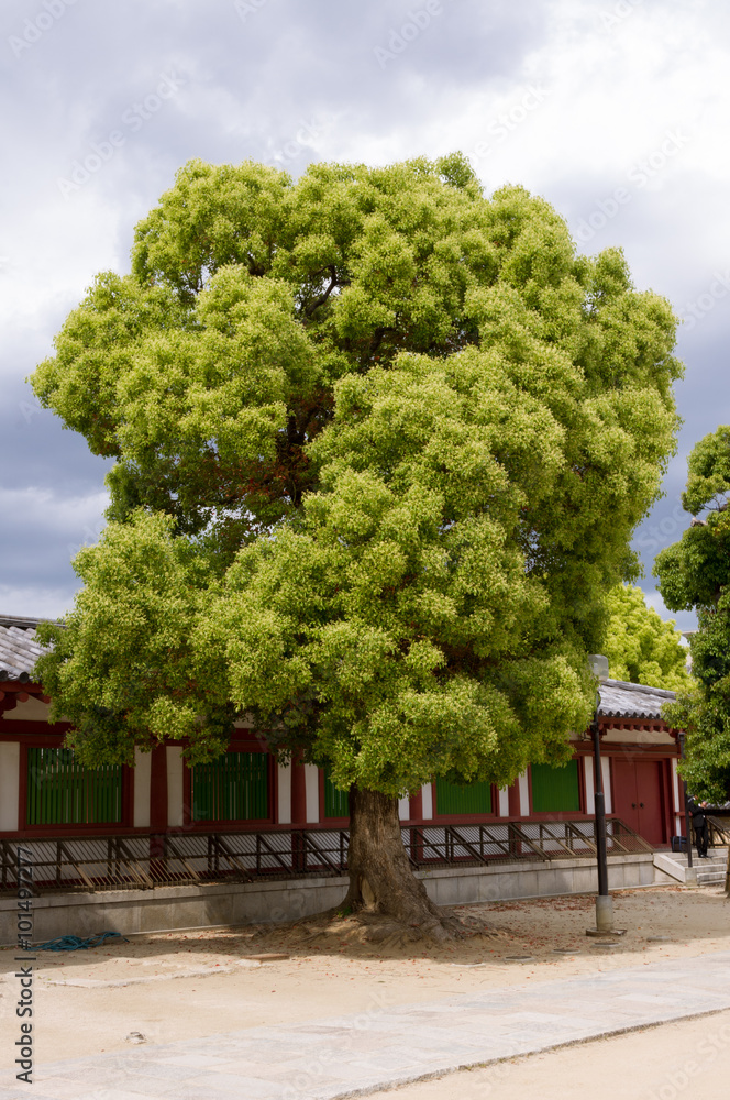 Isolated tree,lot of round shape,