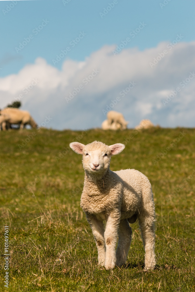 Naklejka premium curious lamb standing on meadow
