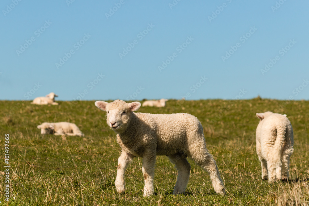 Obraz premium flock of lambs grazing on meadow