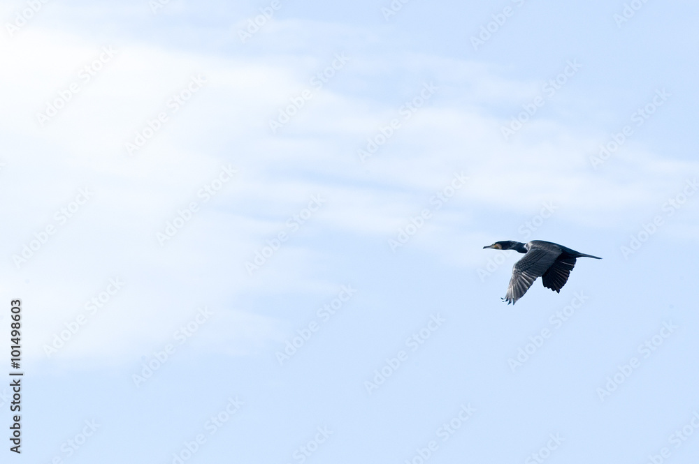 Obraz premium 俊敏でワイルド,猛々しい海鳥の飛翔スタイル