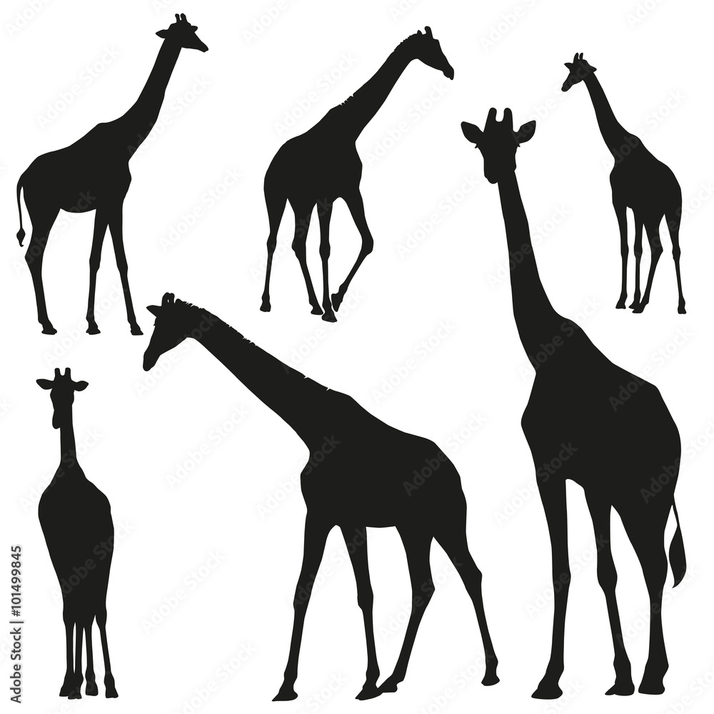 Ταπετσαρία Set vector silhouettes of giraffes