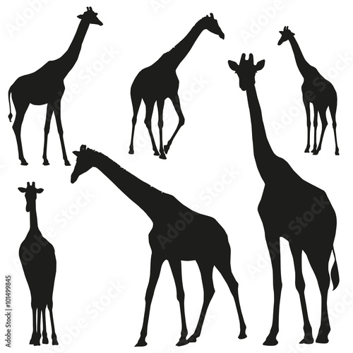 Set vector silhouettes of giraffes