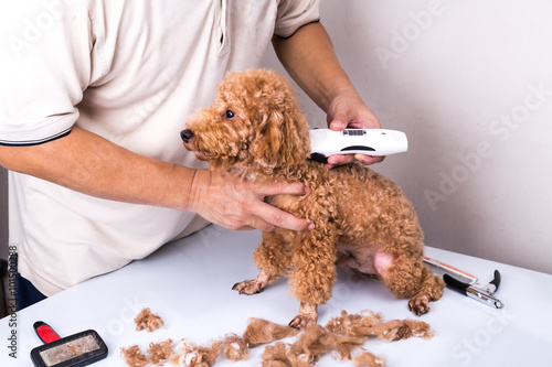 Foto Groomer grooming poodle dog with trim clipper in salon