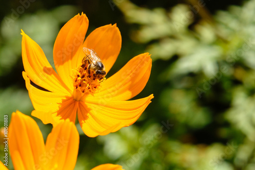 Bee und Flower
