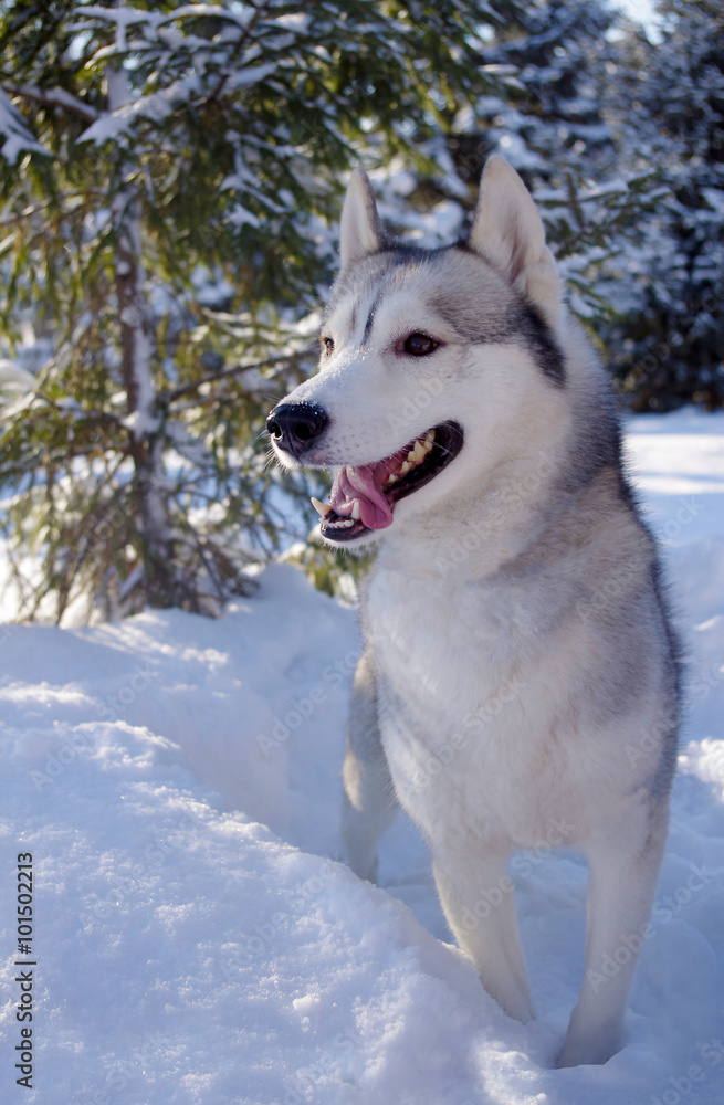 Siberian husky came out of the woods