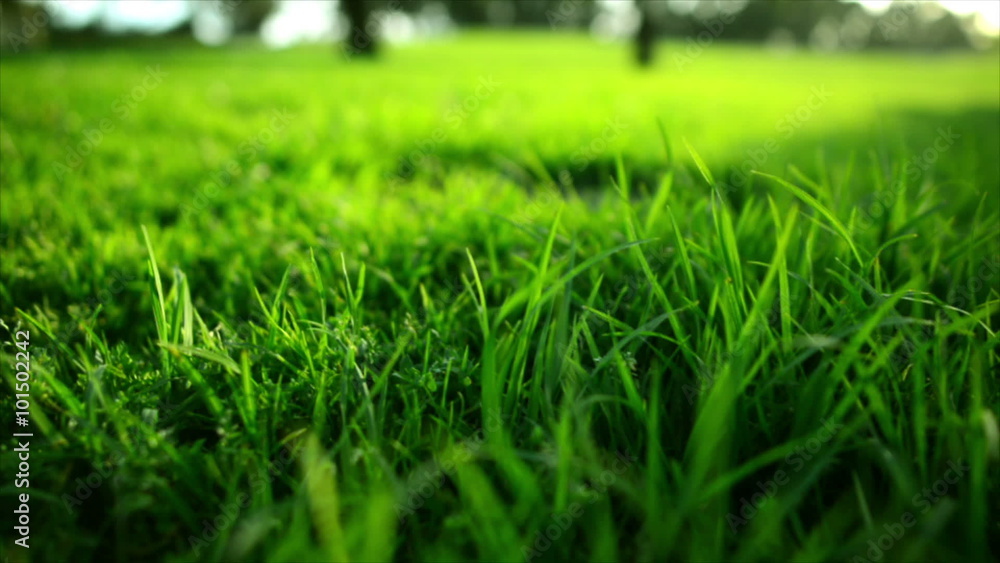 Green Grass Dolly 01 Circular Left. Green Grass Dolly 01 Circular Left.