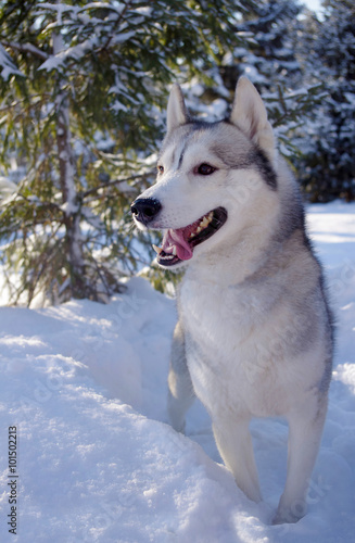 Siberian husky came out of the woods