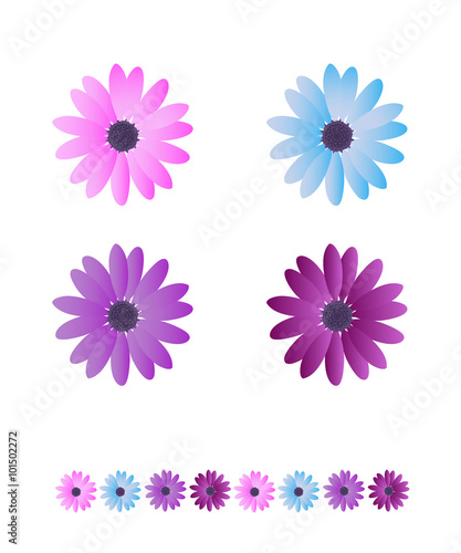 Chamomile flowers on white background vector illustration