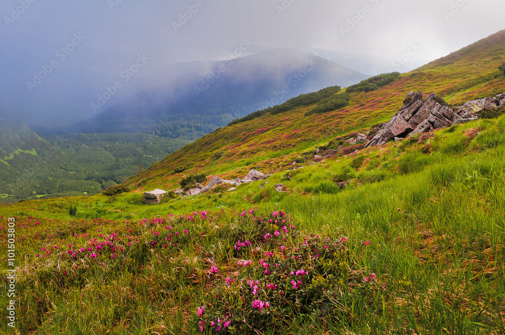 Summer mountain landscape with pink rhododendron flowers and clo