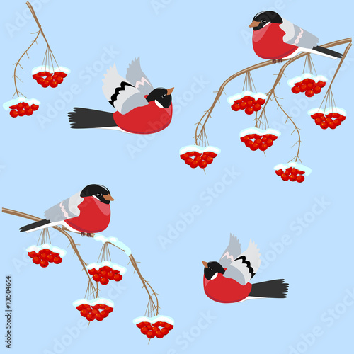 Fototapeta Naklejka Na Ścianę i Meble -  Bullfinch birds sitting on branches with Rowan berries on blue