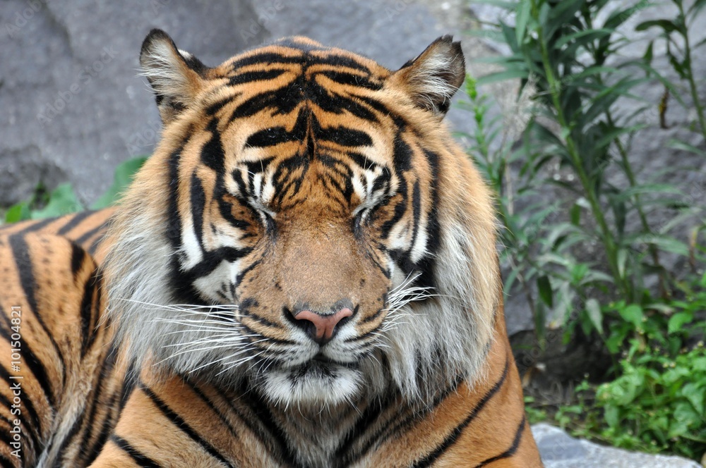 Tiger mit geschlossenen Augen