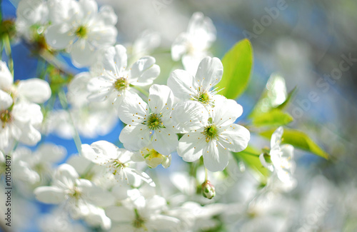 Сherry flowers