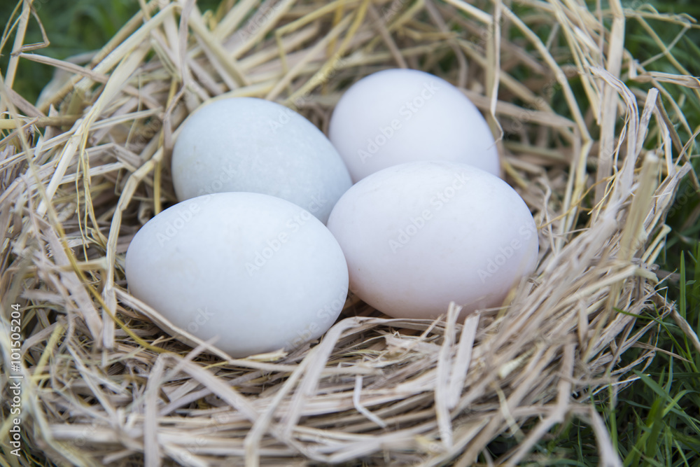 White eggs laying in bird nest