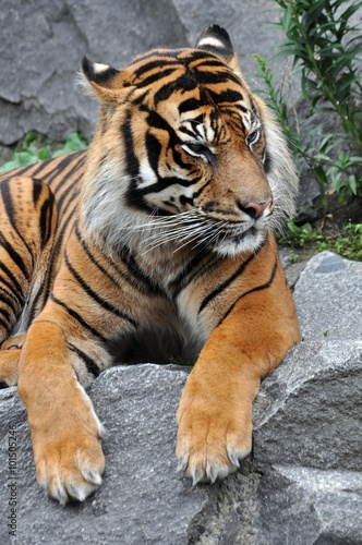 Tiger in Ruhe