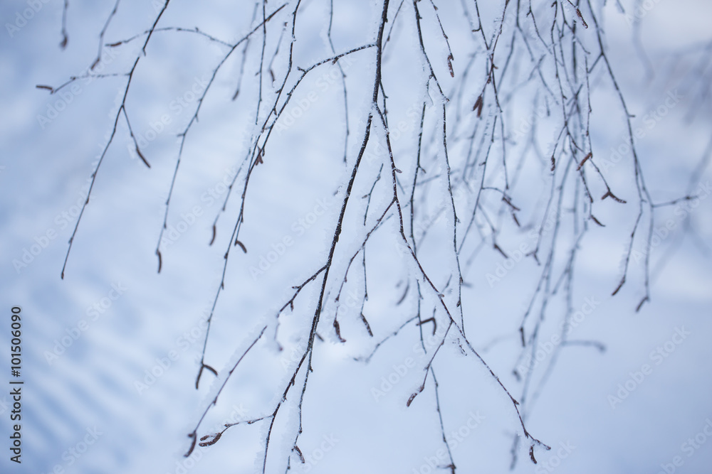 winter winter