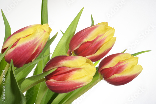 Fototapeta Naklejka Na Ścianę i Meble -  Flowers - Tulips, Tulip