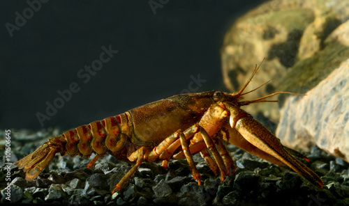 Eastern crayfish, orconectes limosus