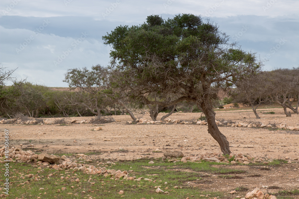 Moroccan country with argan tree