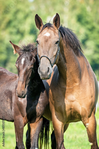Portrait of beautiful mare with a foal in summer