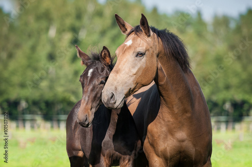 Fototapete Portrait of beautiful mare with a foal in summer