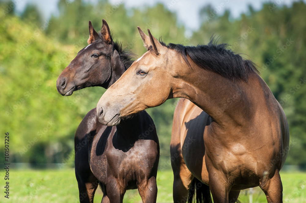 Fototapeta premium Portrait of beautiful mare with a foal in summer