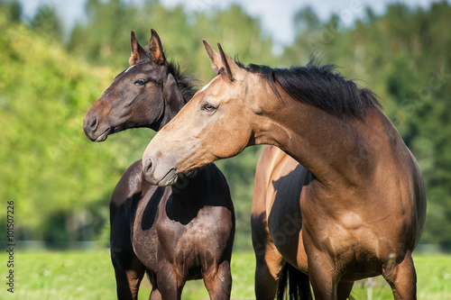 Portrait of beautiful mare with a foal in summer photo