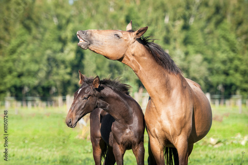 Portrait of funny smiling mare with a foal in summer