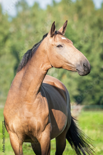 Portrait of a horse with beautiful neck in summer