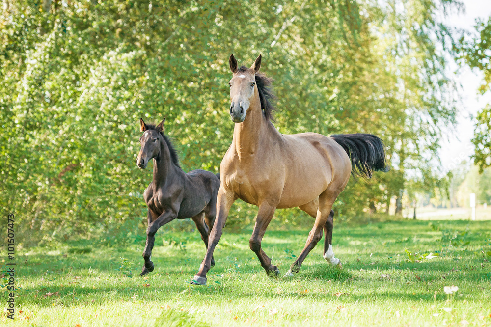 Beautiful mare with foal running on the pasture in summer Beautiful mare with foal running on the pasture in summer