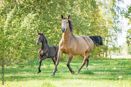 Beautiful mare with foal running on the pasture in summer