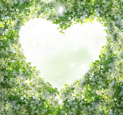 Spring background.Branches form a heart-shaped pattern
