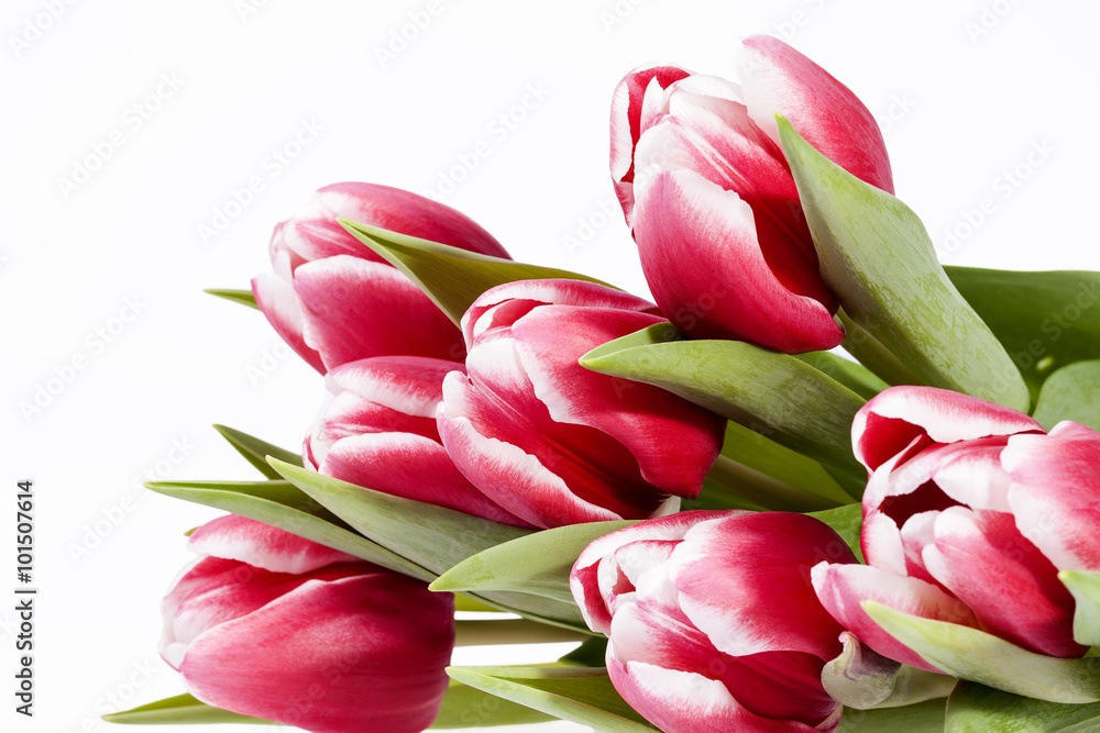 bouquet of red tulips flowers isolated on white background bouquet of red tulips flowers isolated on white background