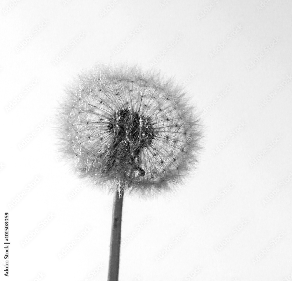 Dandelion with white background