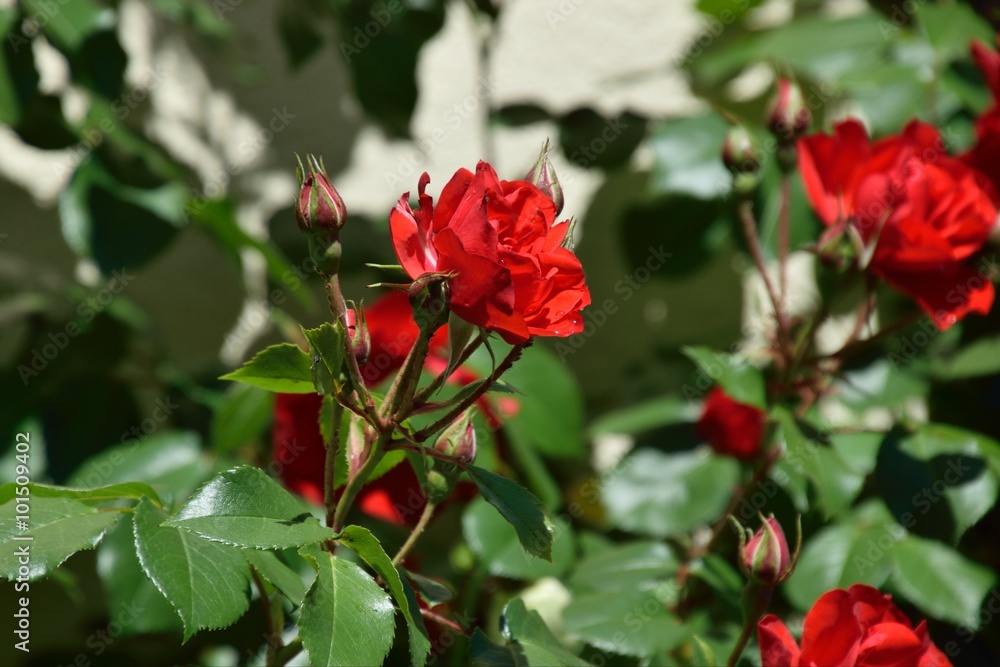 red roses blossoms and buds