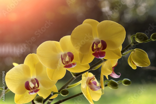 Cute yellow orchid