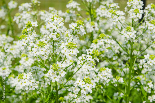 Small white flowers of horseradish, close-up