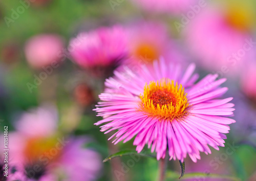 Michaelmas daisy flower.