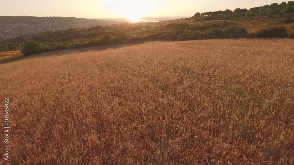 Aerial drone over wheat field in sunset near the city Aerial drone over wheat field in sunset near the city