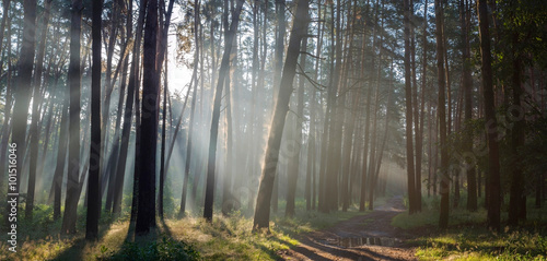 Obraz na płótnie Morning mist in the forest w salonie